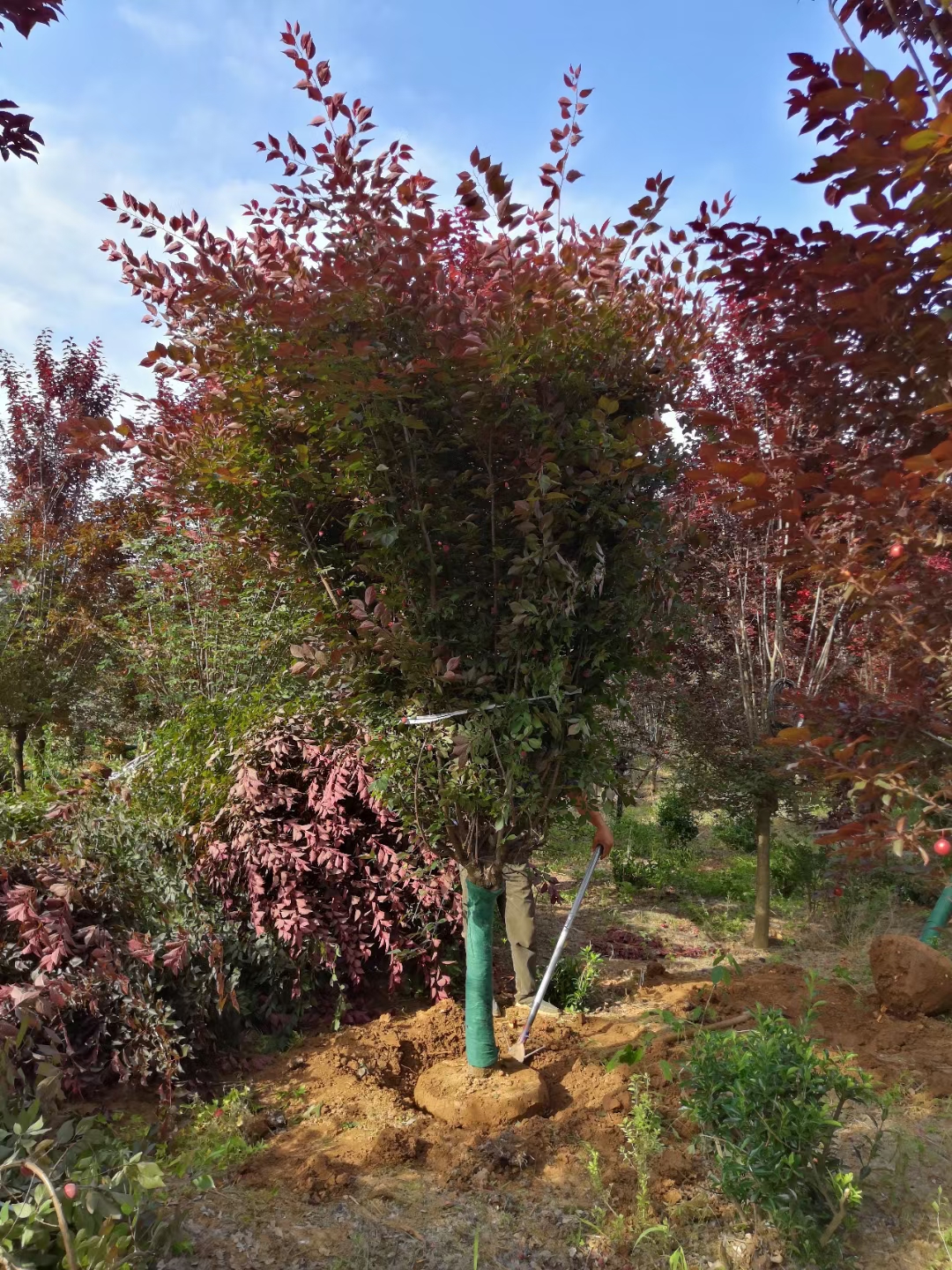 赛锦园林大规格美人梅供应商 花期时间长适宜南京种植