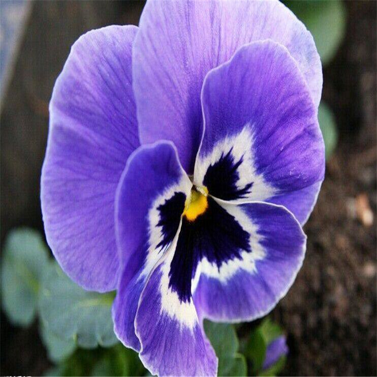 蓝蝴蝶花的价钱紫三色堇种子三色堇和牵牛花