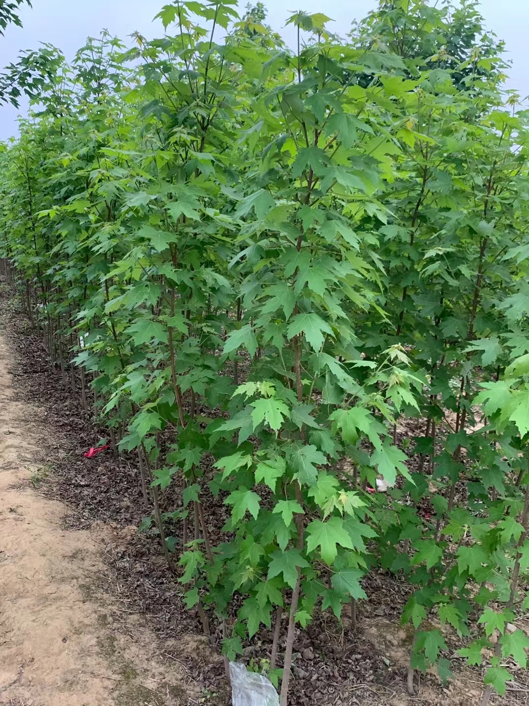 沭阳赛锦园林美国红枫新品种成活率高 占地树苗适合恩施栽植