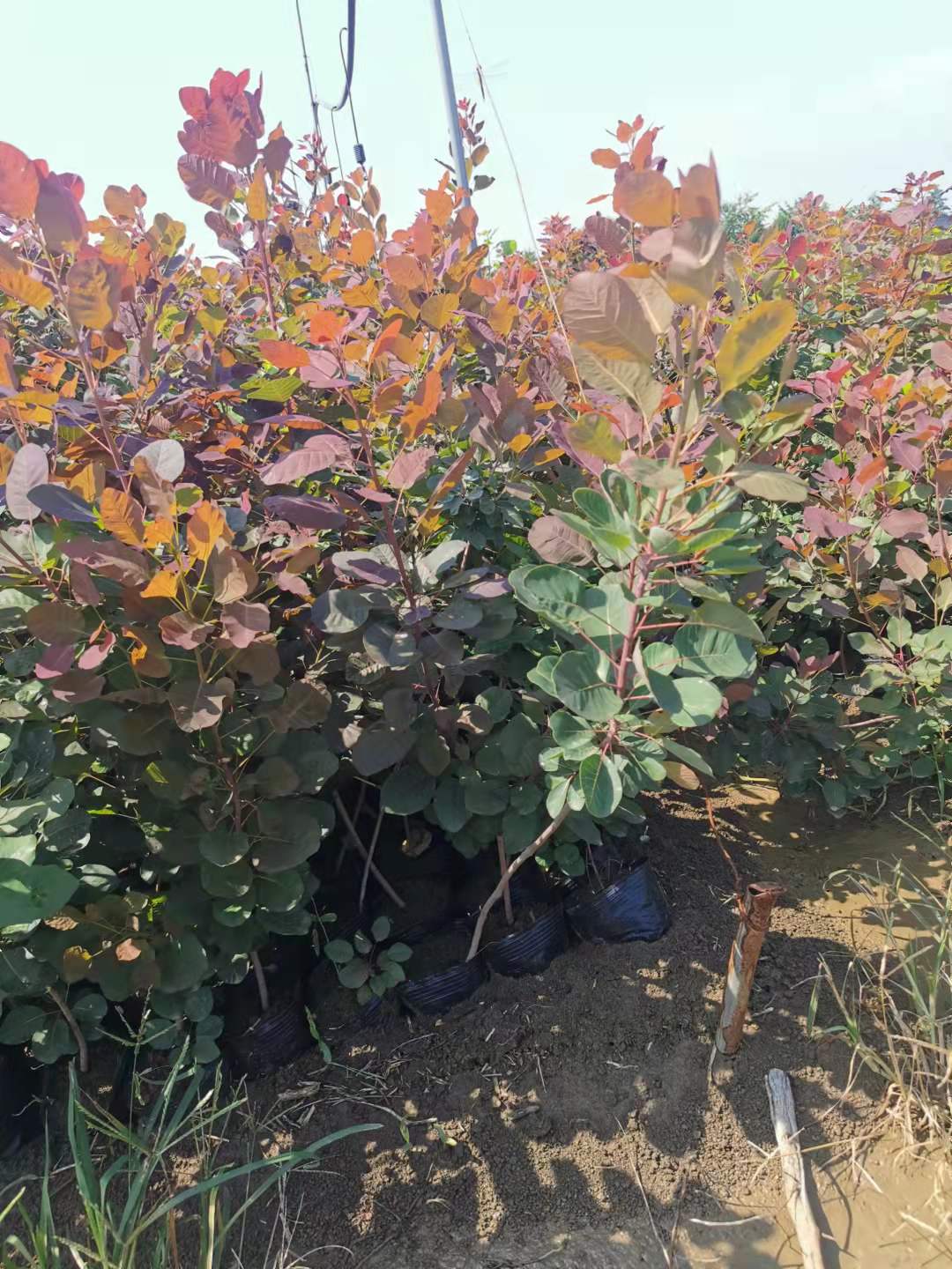 赛锦园林美国红栌成活率高 荒山绿化观秋红叶适宜辽宁种植