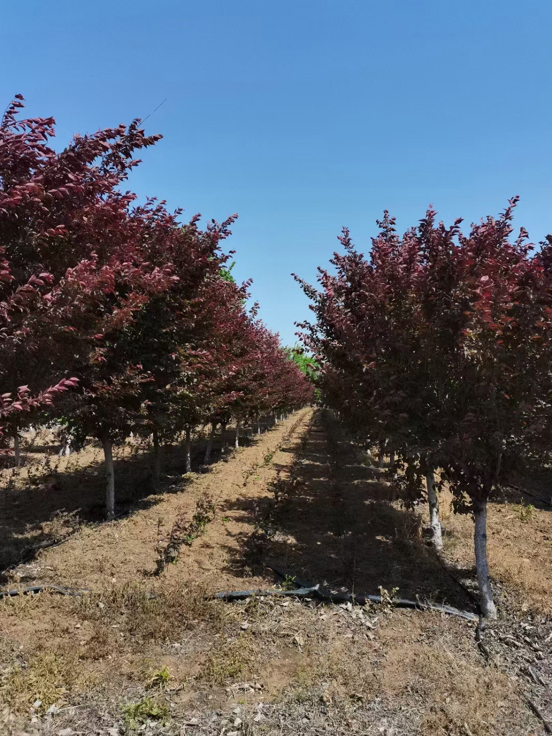 赛锦园林紫叶李嫁接美人梅成活率高 树型优美适宜合肥种植