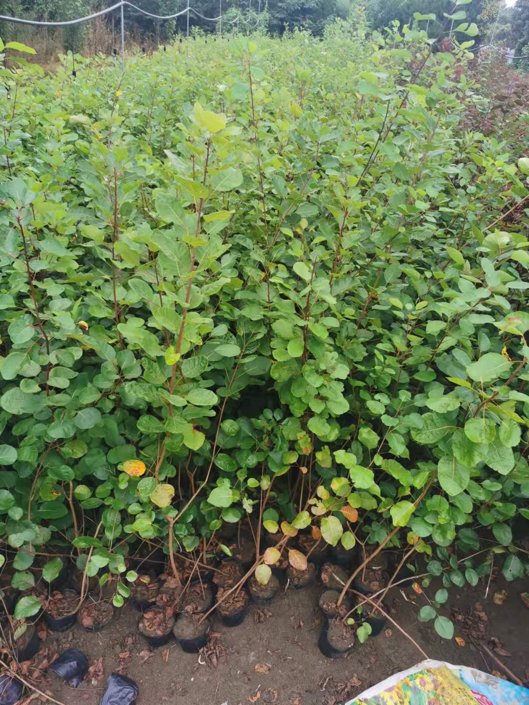赛锦园林大杯红栌成活率高 香山红叶树种适宜重庆种植