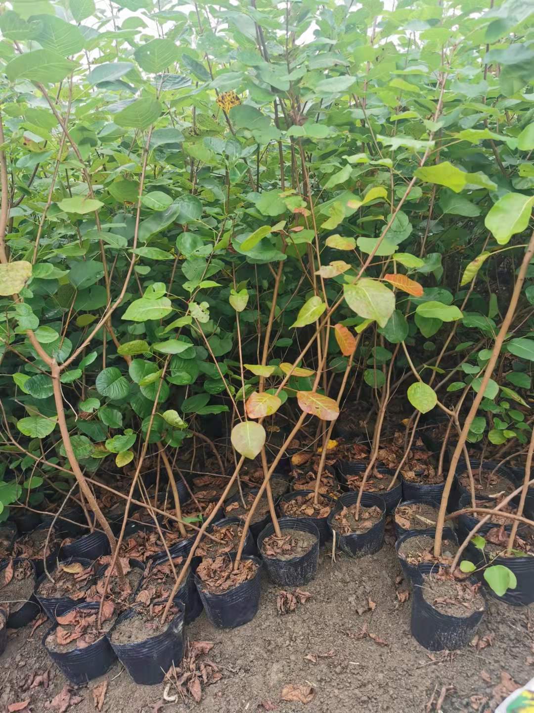 赛锦园林黄栌成活率高 红叶树种适宜河南种植
