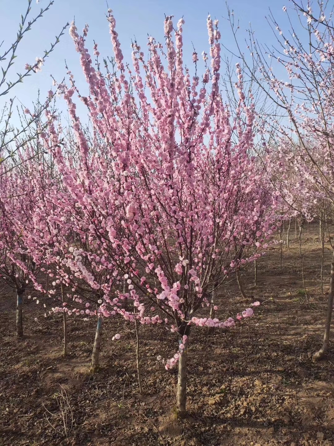 赛锦园林紫叶李嫁接美人梅供应商 重瓣大花适宜贵州种植