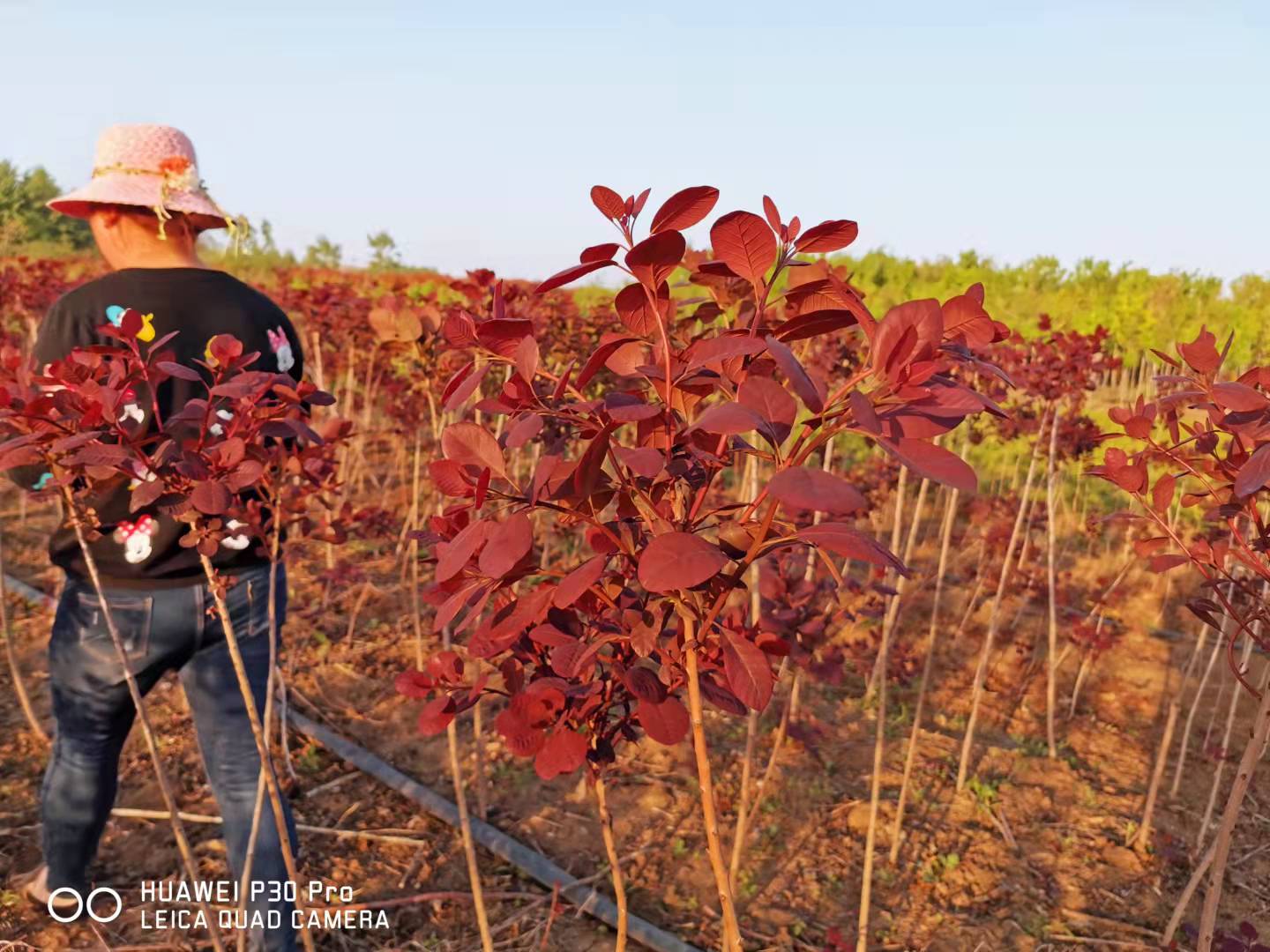 赛锦园林大杯红栌成活率高 香山红叶树种适宜重庆种植图片