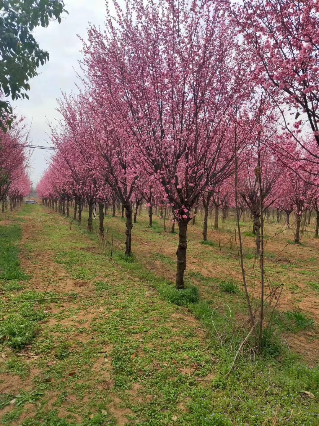 赛锦园林紫叶李嫁接美人梅供应商 美丽乡村适宜丹东种植