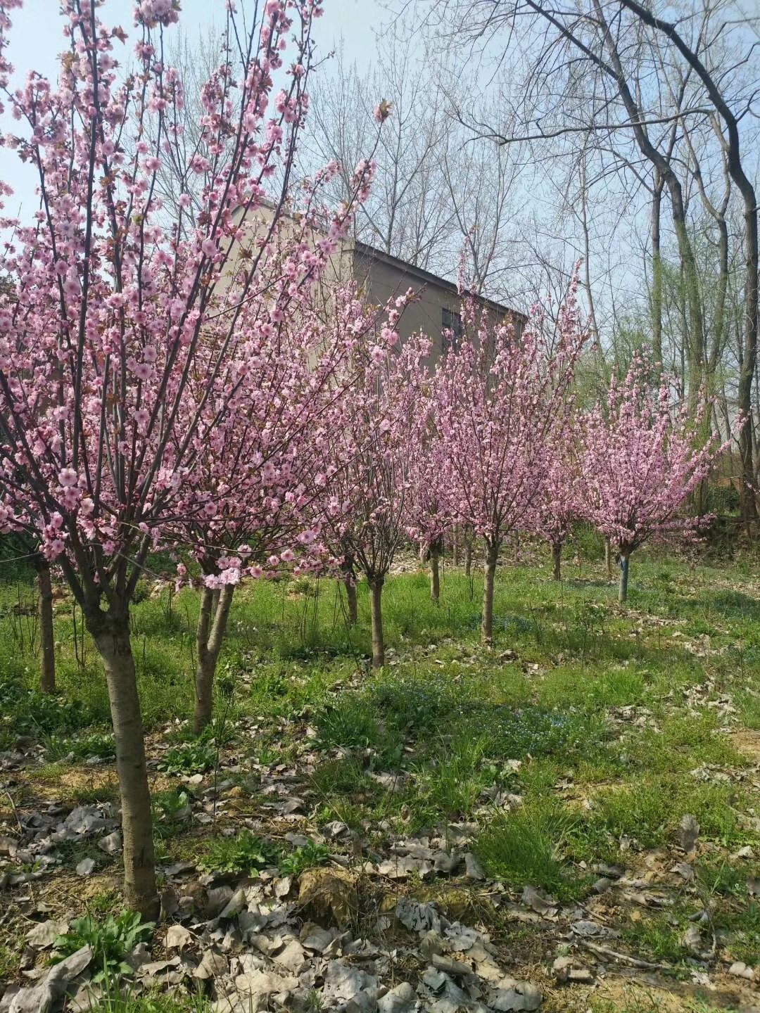 赛锦园林紫叶李嫁接美人梅供应商 重瓣大花适宜贵州种植