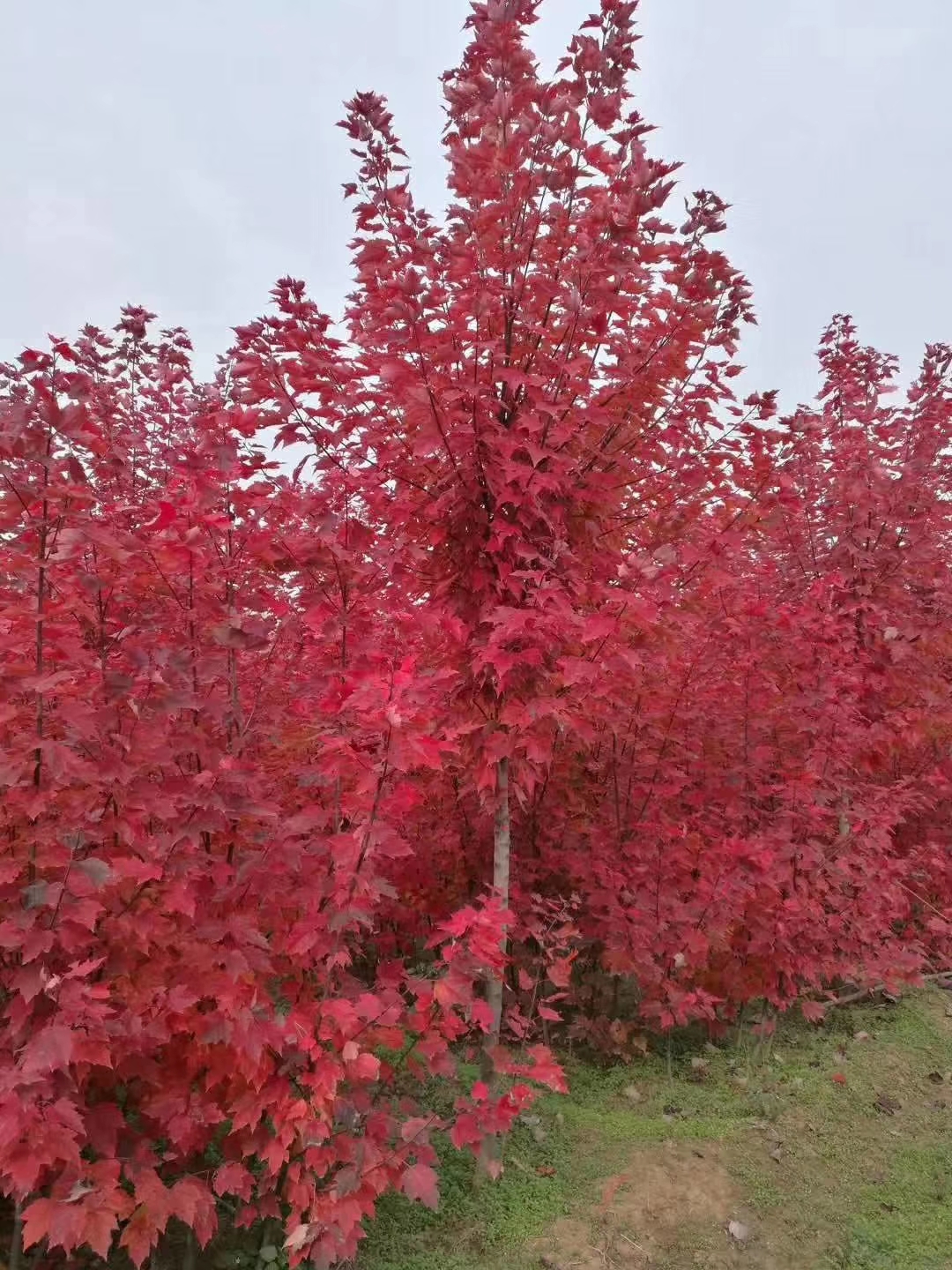 沭阳赛锦园林美国红枫红冠图片 占地树苗适合伊犁栽植