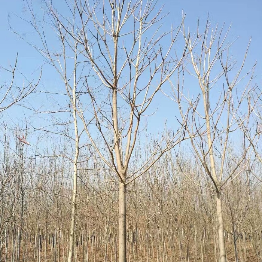 2022年供应优质观赏树10-15公分臭椿树 冠幅宽大千头椿