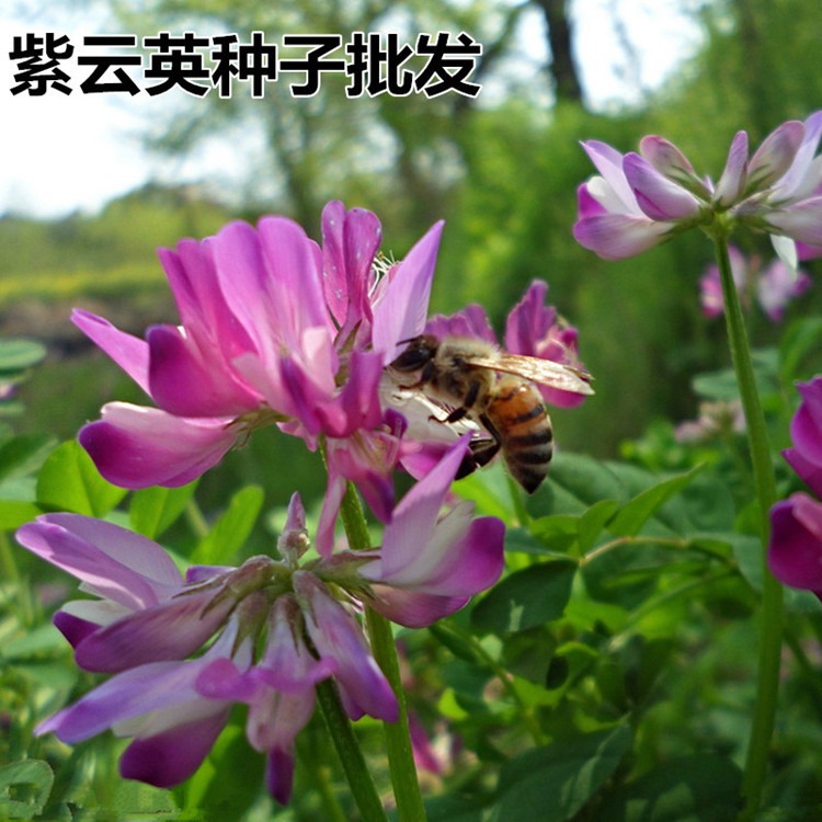 广东紫云英种子 红花草籽翘摇 绿肥牧草种子四季可播蜜蜂蜜源草籽花种子