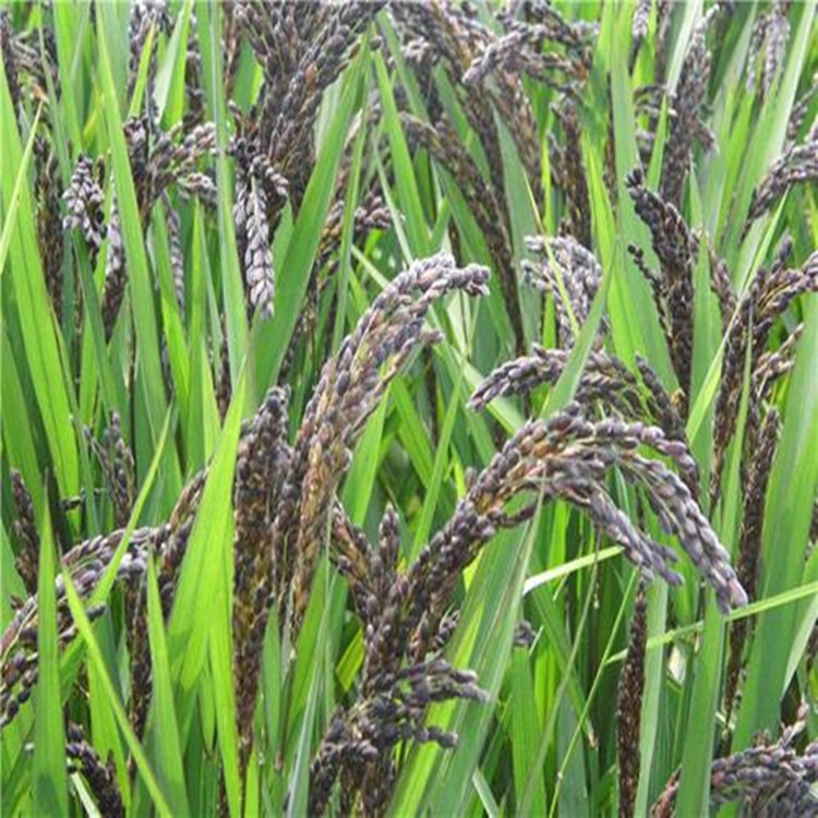 黑米种子正宗洋县黑糯米种子黑色稻谷 黑稻谷水稻种子图片