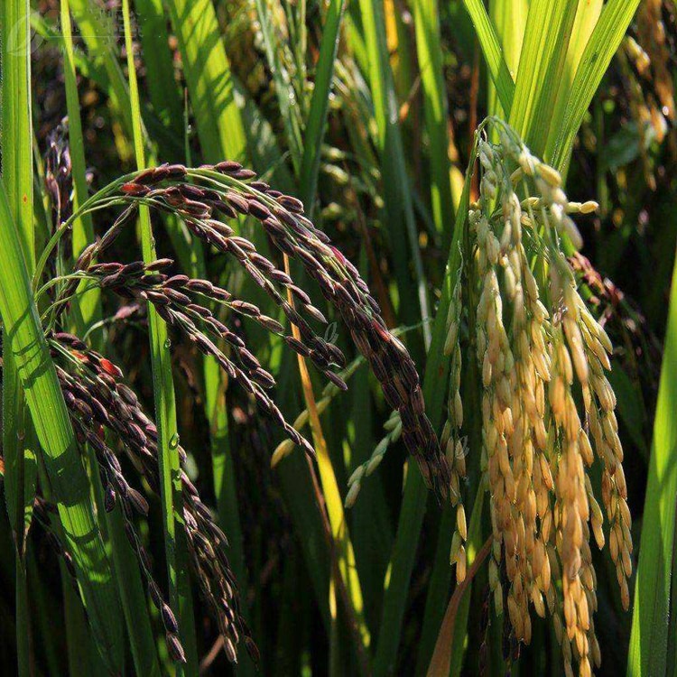 产地黑米种子高产水稻种籽黑米稻谷种黑稻种子种植优质黑糯米黑谷种图片