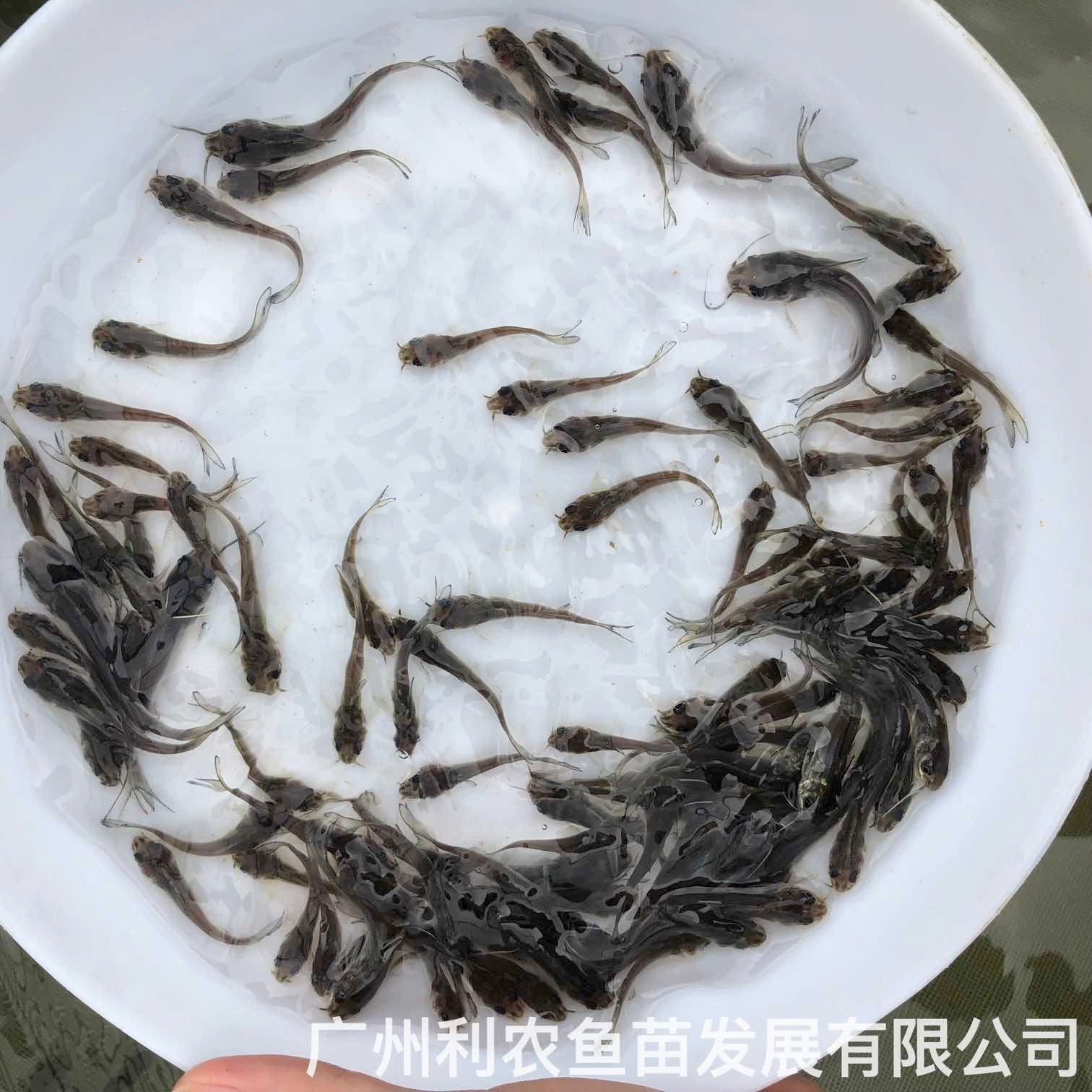 广东清远斑点叉尾鱼苗广东惠州叉尾鮰鱼苗养殖场