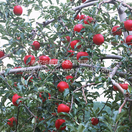 冰糖心苹果品种纯正，提供技术指导冰糖心苹果根系发达