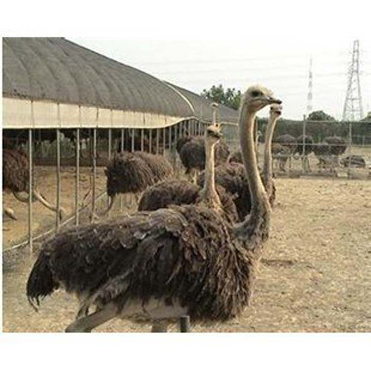 云南鸵鸟养殖场 鸵鸟苗价格  鸵鸟养殖厂家图片