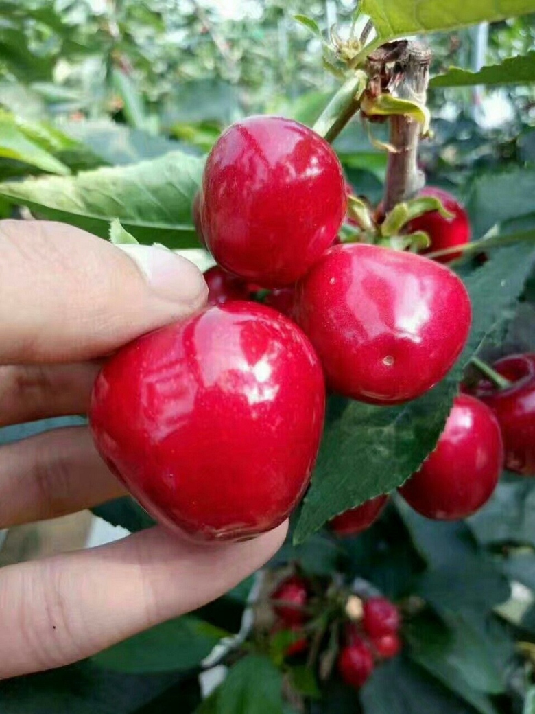 品种樱桃，车厘子南北方结果基地保湿发货20克的大樱桃