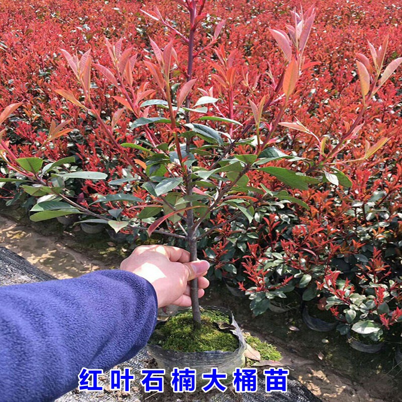 红叶石楠苗  红叶石楠 绿化工程苗 仟花轩