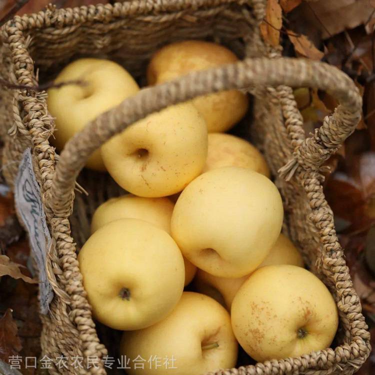 维纳斯苹果苗价格 辽宁新品种黄苹果苗繁育基地 晚熟金苹果树苗