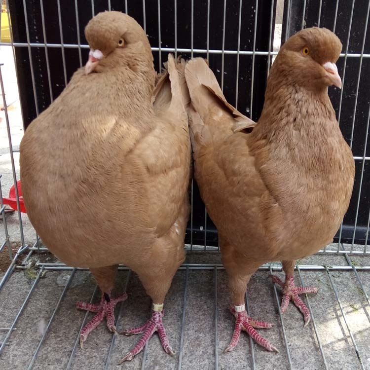 元宝鸽子种鸽价格2021 元宝鸽养殖 黑色元宝鸽子