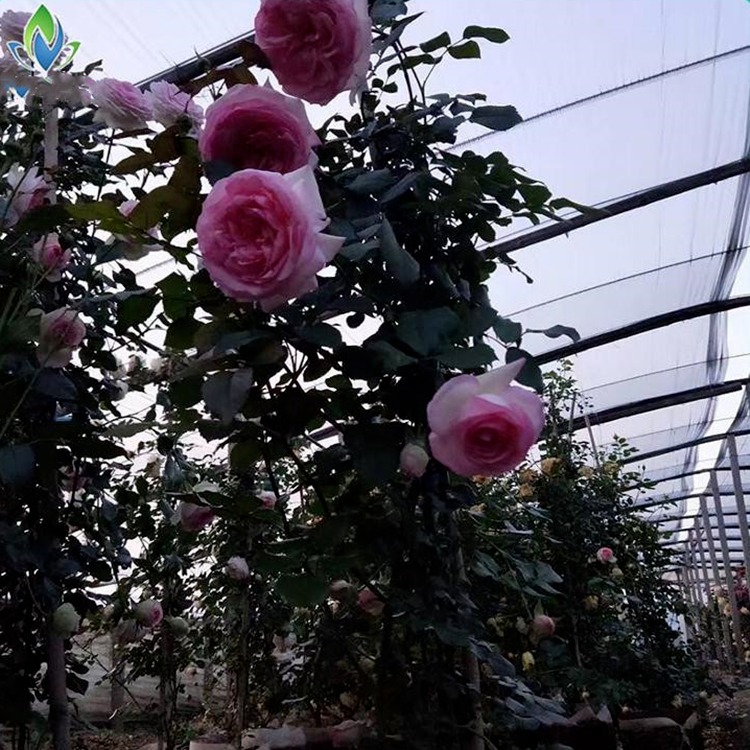 欧月欧洲月季 龙沙宝石 藤本月季花苗 好品种蔷薇苗