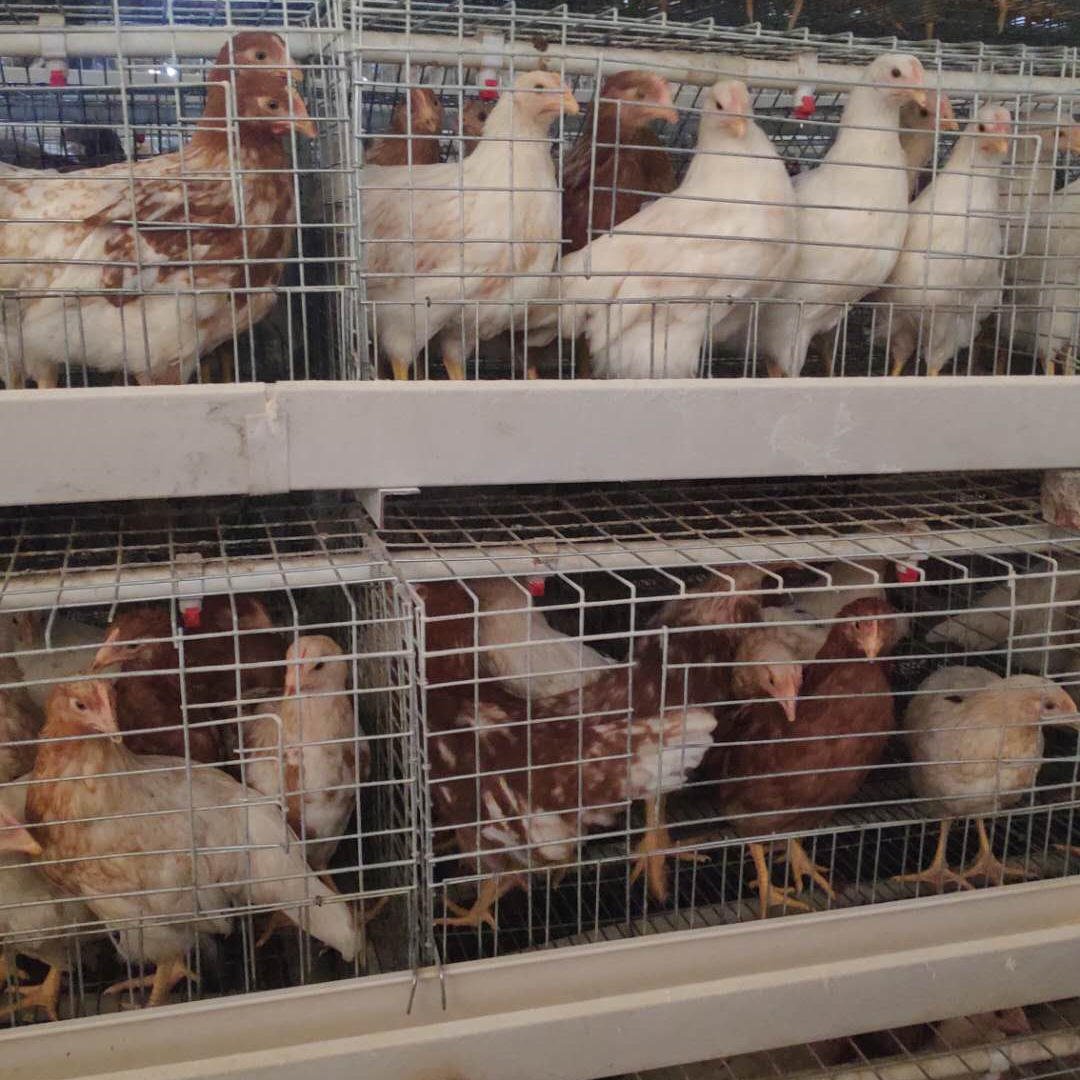 海兰灰青年鸡高温天气给鸡群带来的变化 60天海兰灰青年鸡夏季高温天气养殖技巧