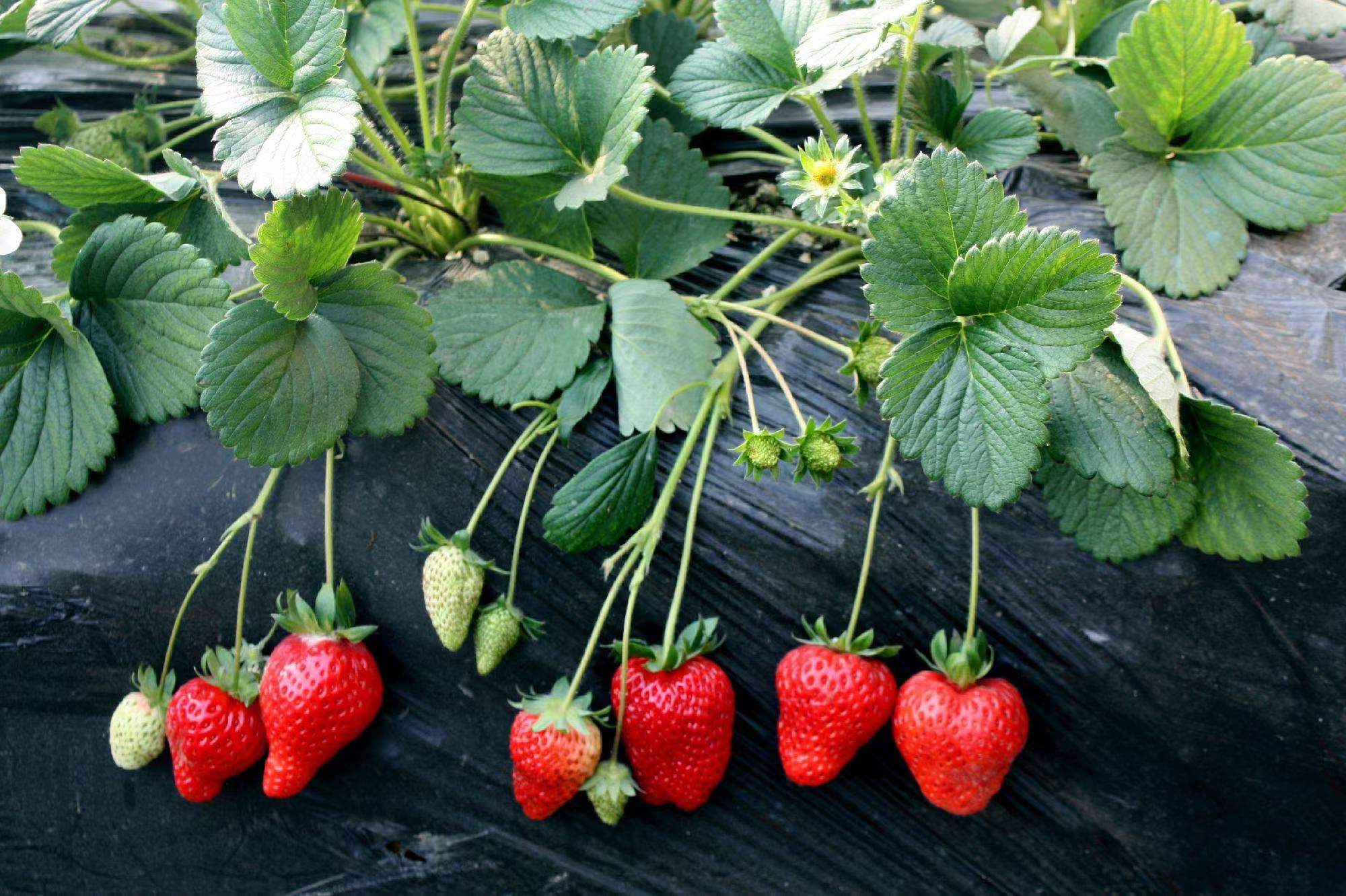 白雪公主草莓苗妙7草莓苗基地直销现挖大棚种植