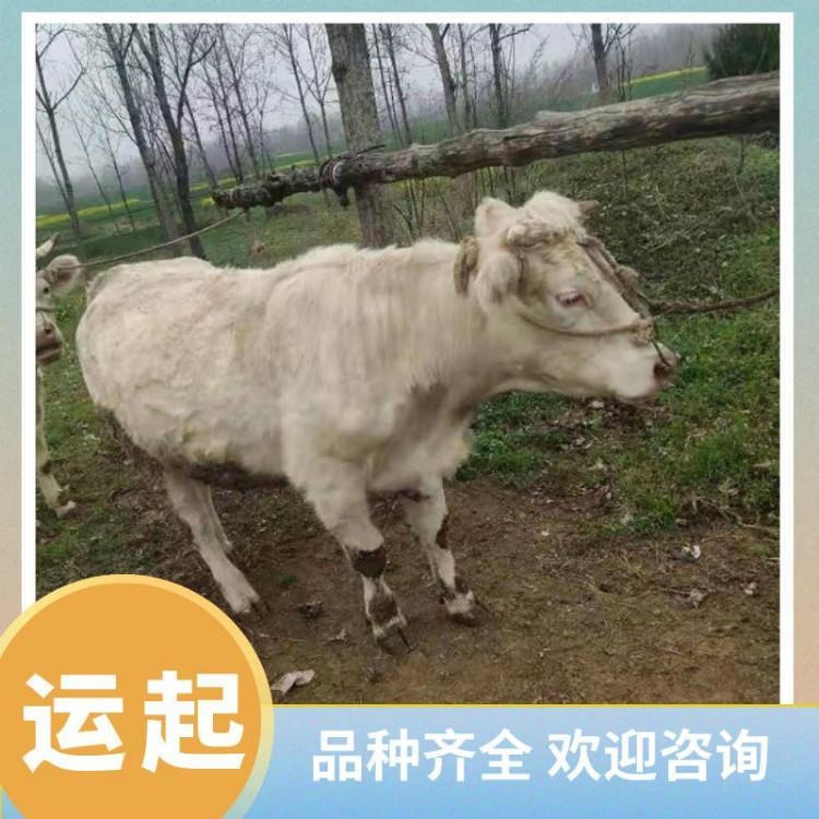 夏洛莱牛基地 yunqi/运起/夏洛莱肉牛养殖厂家 养牛基地 量大从优