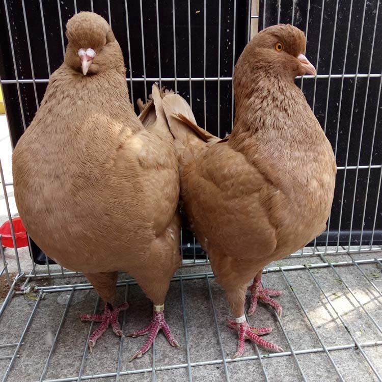 四川元宝鸽养殖场 元宝鸽价格 大体元宝鸽 2斤的元宝鸽图片