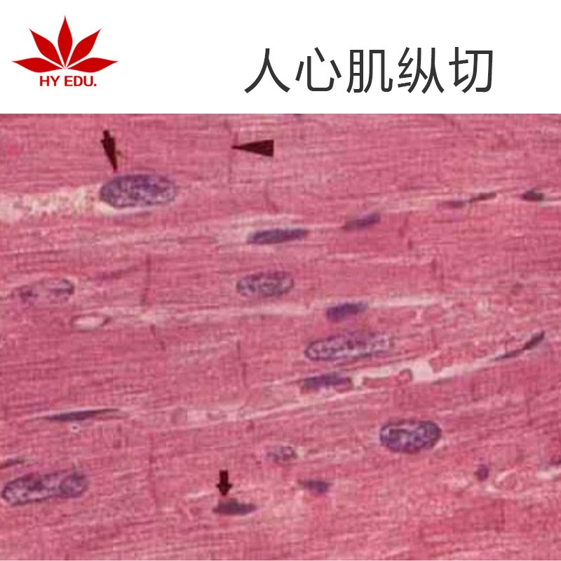 人心肌横切  高教标准 显微镜玻片 组织细胞 生物切片 成像清晰