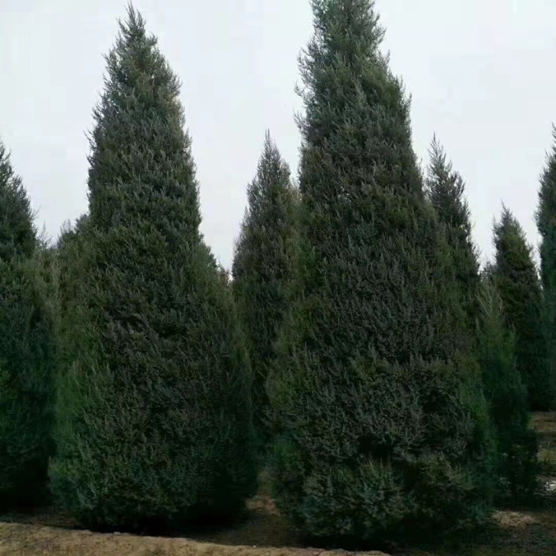 联众苗圃批发常绿沈阳塔柏 1.5-8米高 四季常绿针叶树种 宝塔形柏树 物美价廉图片