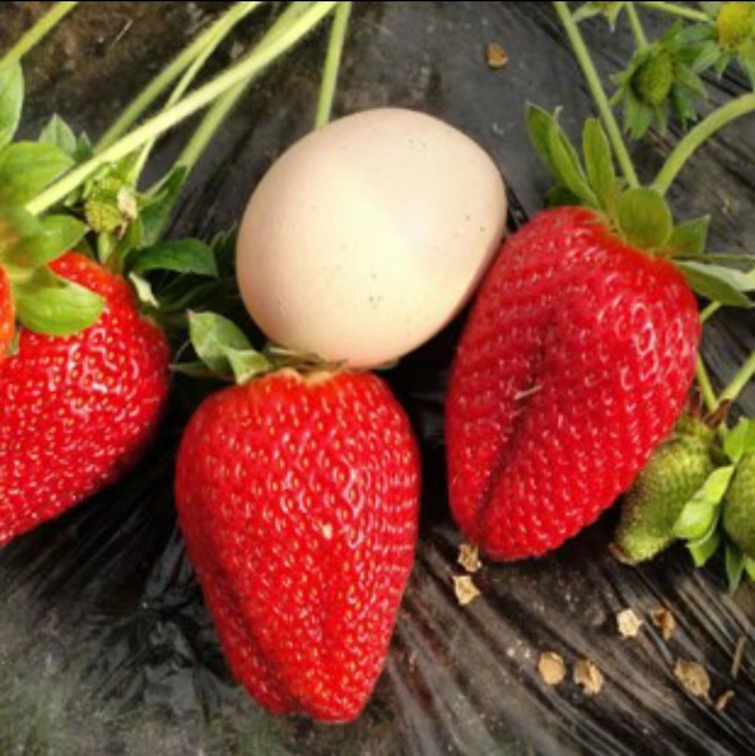 红颜草莓苗奶油草莓苗打冷发货穴盘苗，基质苗