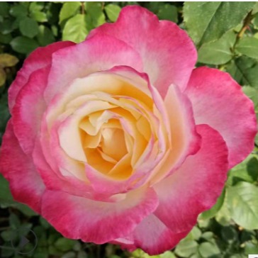 云南盆栽玫瑰   绿化种植四季花卉   花卉种苗图片