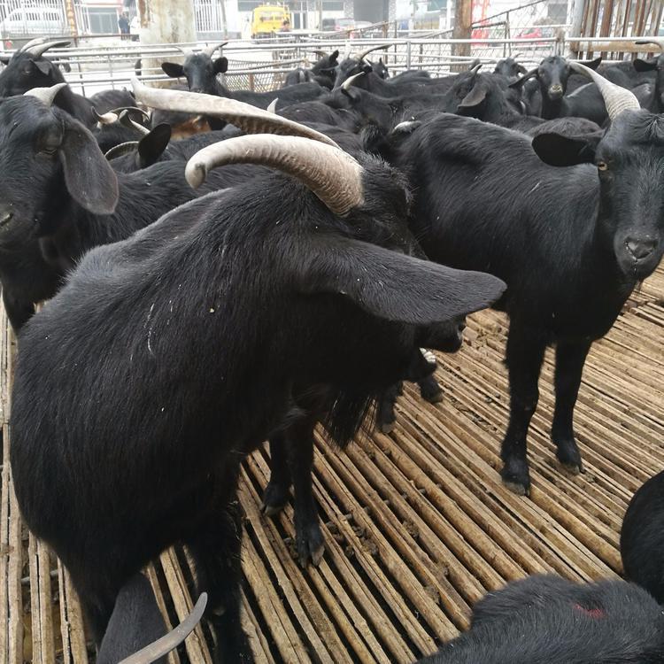 买黑山羊苗 黑山羊小羊苗 3-6个月龄黑山羊羊羔价格 现代 大量批发