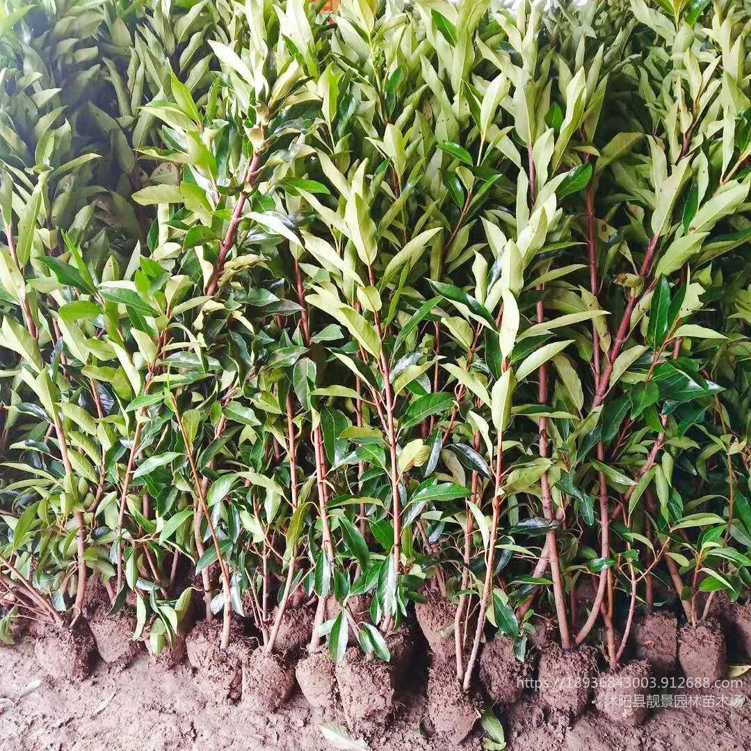 法国冬青珊瑚树1.5米高 四季常青围墙栅栏种植 苗圃现货5万株