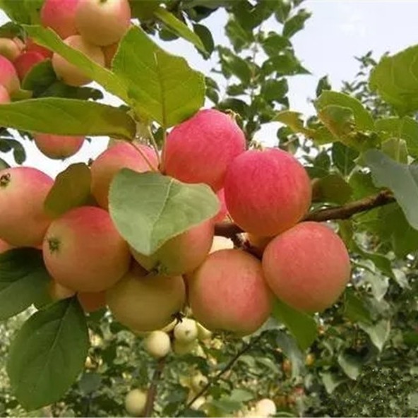 热卖红星苹果苗 大量批发苹果树苗 品种规格多苹果树苗