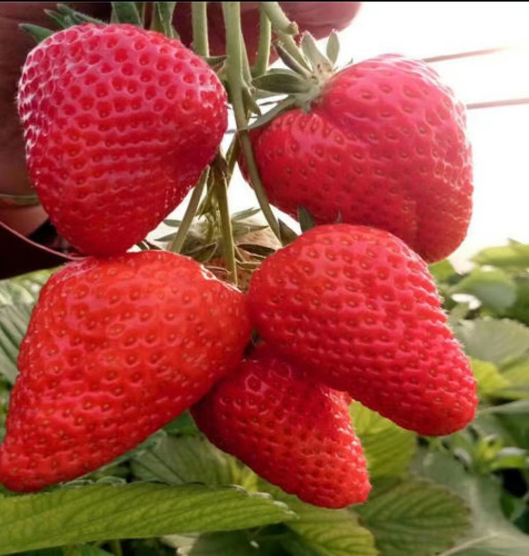 淡雪草莓苗甜宝草莓苗加冰保温箱发货