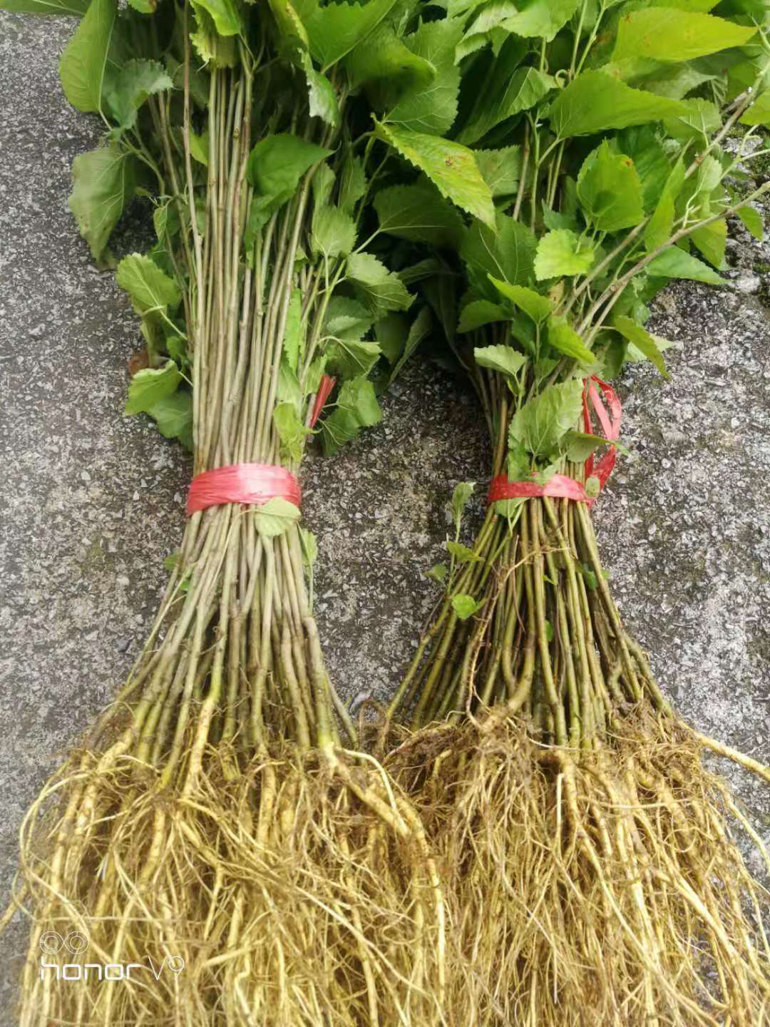 大叶 新品种桑树苗 新品种桑树苗 厂家 价格实惠图片