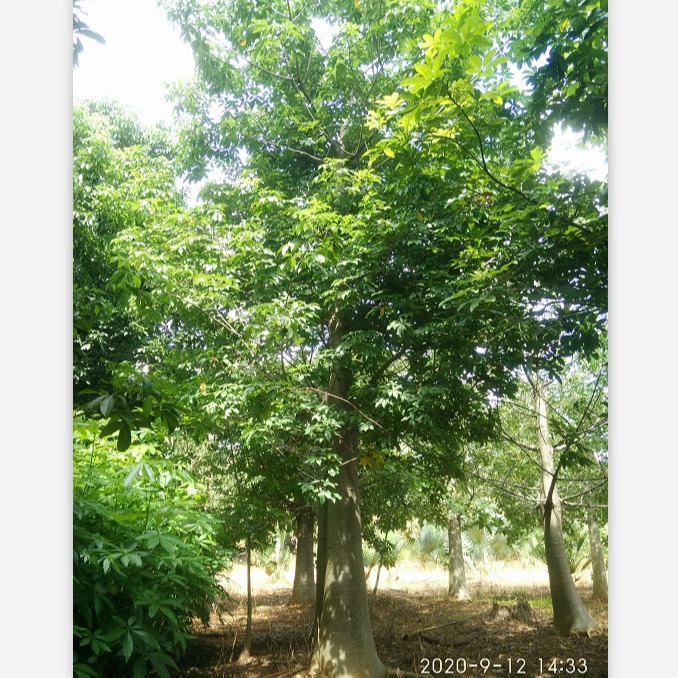 绿城苗木猴面包树基地直销 树干粗壮 冠幅匀称