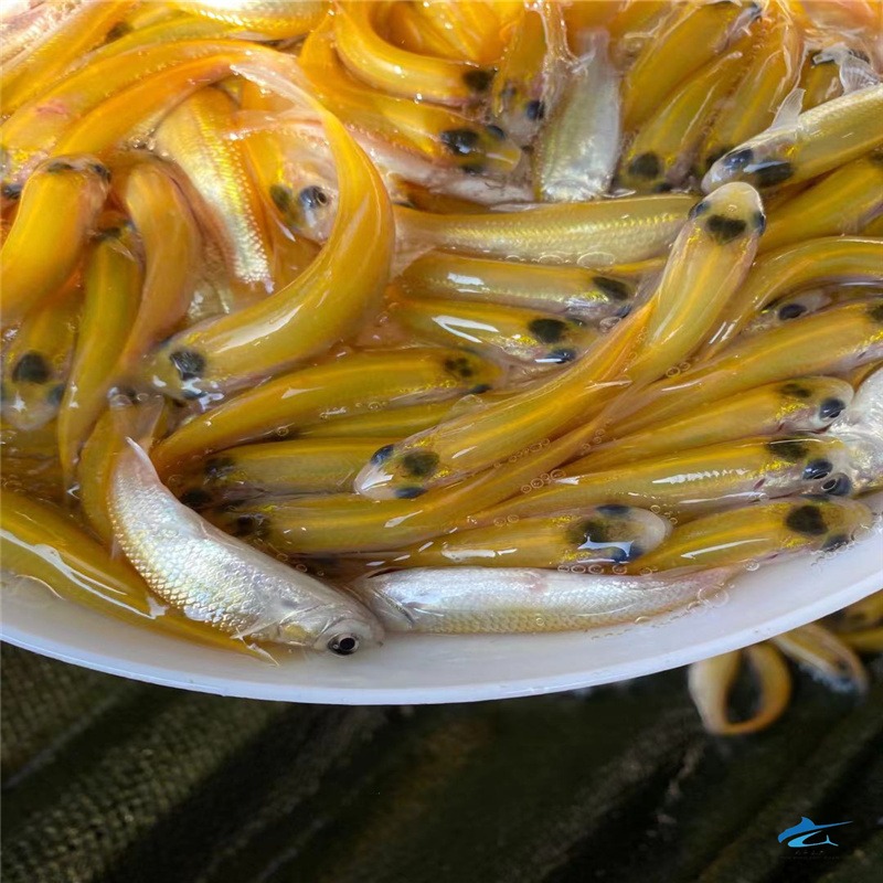 山西大同金鲩鱼苗 黄金草鱼苗规格 渔业技术支持养殖指导图片