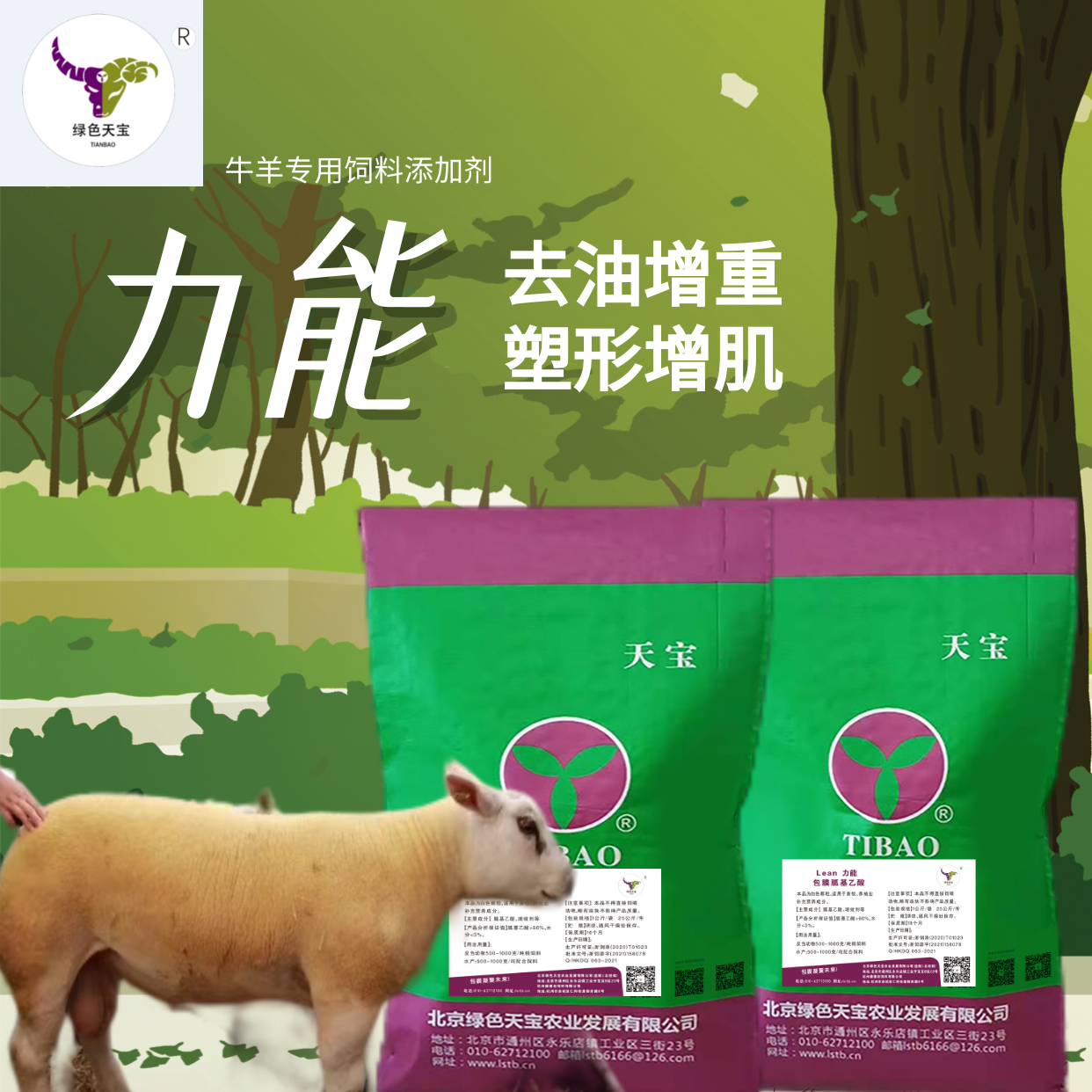 北京绿色天宝肉羊饲料改善体型