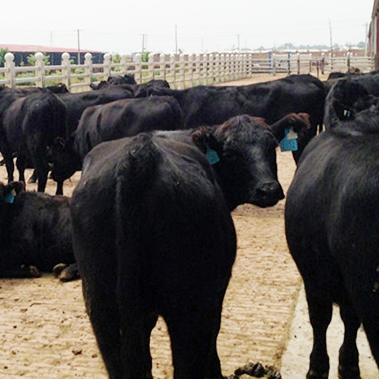 安格斯牛肉牛犊价格 安格斯牛犊价格 安格斯牛犊养殖 鼎荣 成长率高图片