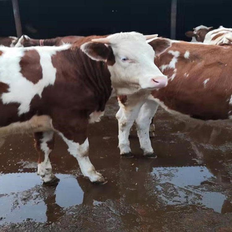 20只牛犊 西门塔尔黄牛犊 杂交西门塔尔牛种苗