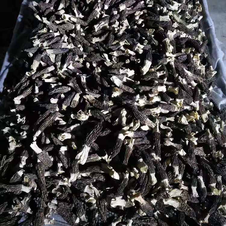 豆角脱水干燥机 竹荪烘干机 鸿宇机械 穿心莲干燥机 常年供应