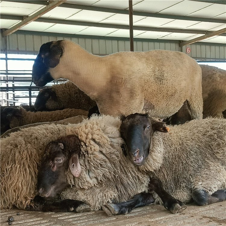 杜泊绵羊母羊 河北沧州杜泊绵羊养殖基地 通凯 小羊苗养殖