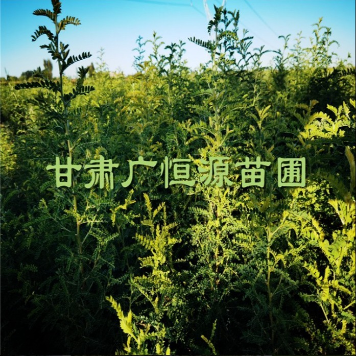 沙生槐苗子 戈壁绿化树苗 砂生槐树苗 西藏移栽成活率高图片