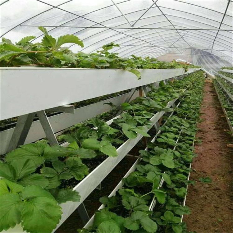 新型钢结构疏菜大棚价格  施工草莓种植大棚施工组织设计 旭航