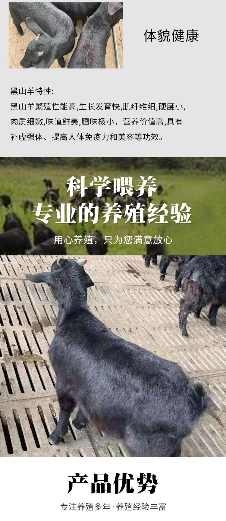 萨能黑山羊养殖基地 纯种黑山羊技术 通凯 黑山羊幼羊苗批发示例图2