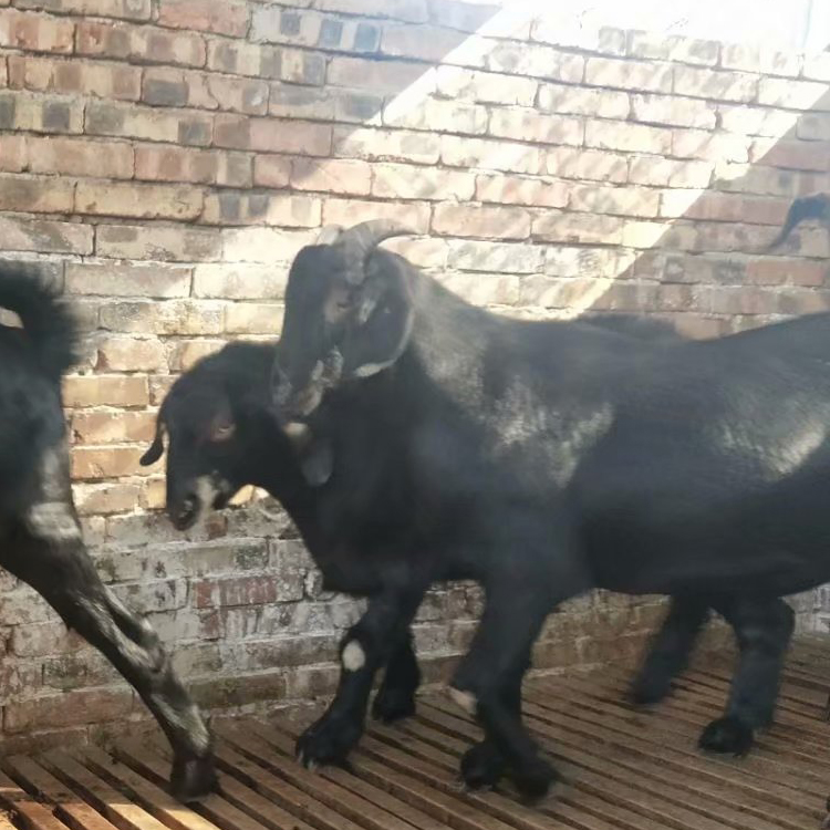 品种黑山羊 改良肉羊品种 2020年黑山羊行情 现代 基地养殖图片