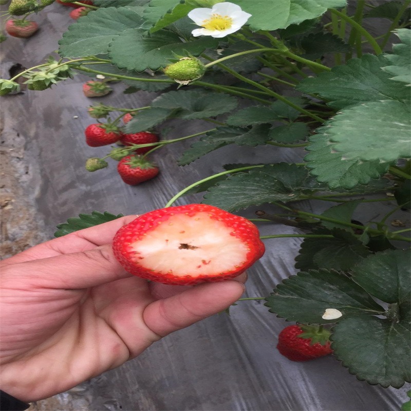 山东香野草莓苗价格信息 泰安香野草莓苗价格便宜成活率高 兴红农业图片