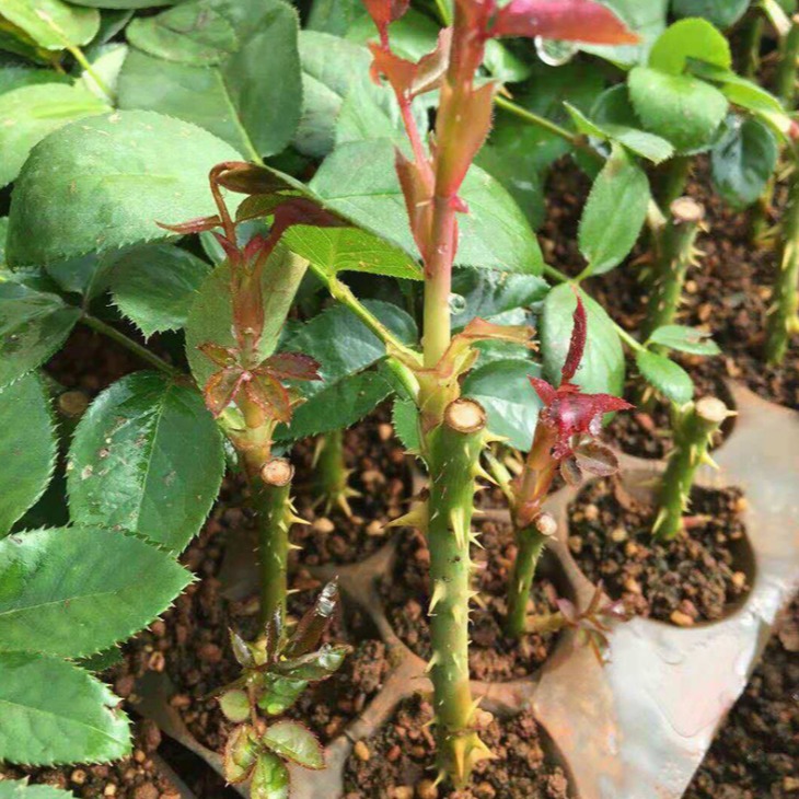 云南 盆栽玫瑰 绿化种植四季花卉 花卉种苗图片